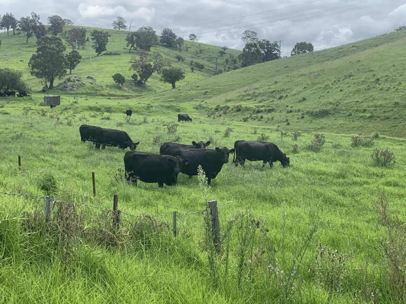 258 Grosses Creek Rd, Buckajo NSW 2550