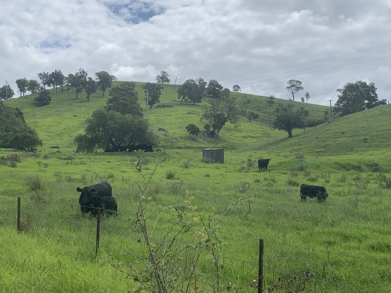 258 Grosses Creek Rd, Buckajo NSW 2550