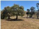258 Grosses Creek Rd, Buckajo NSW 2550