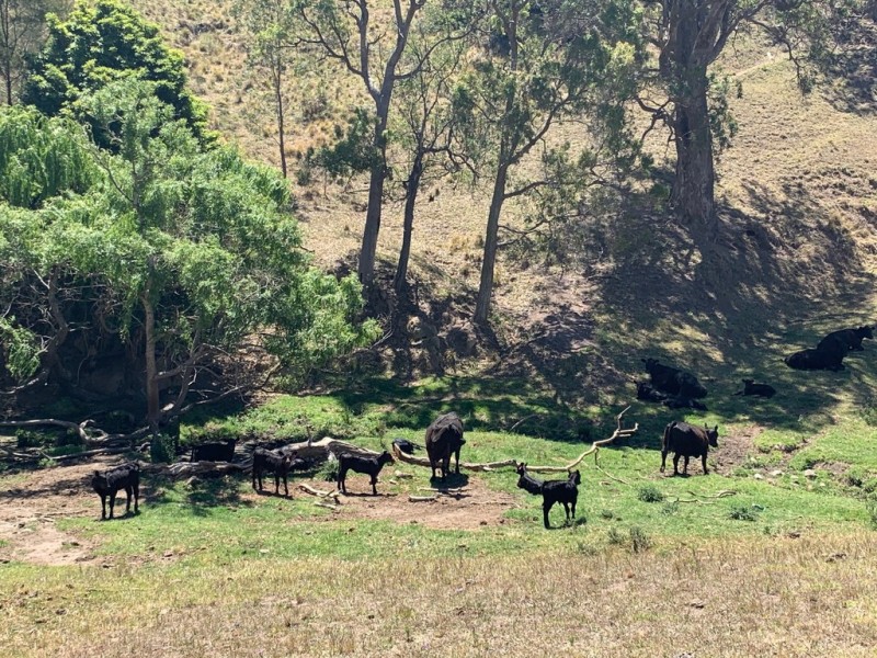 258 Grosses Creek Rd, Buckajo NSW 2550