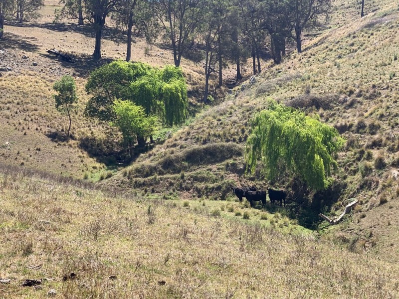 258 Grosses Creek Rd, Buckajo NSW 2550