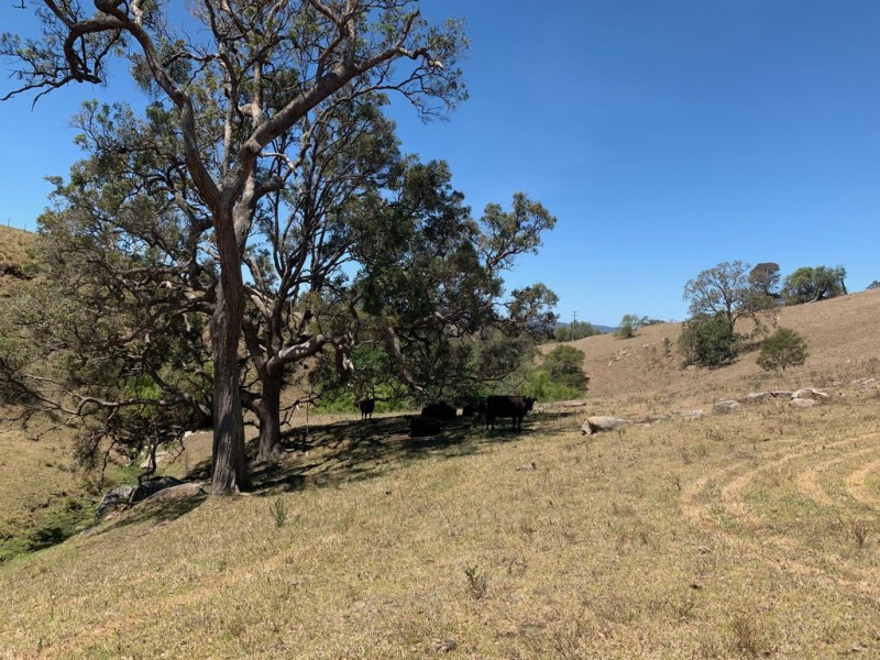258 Grosses Creek Rd, Buckajo NSW 2550