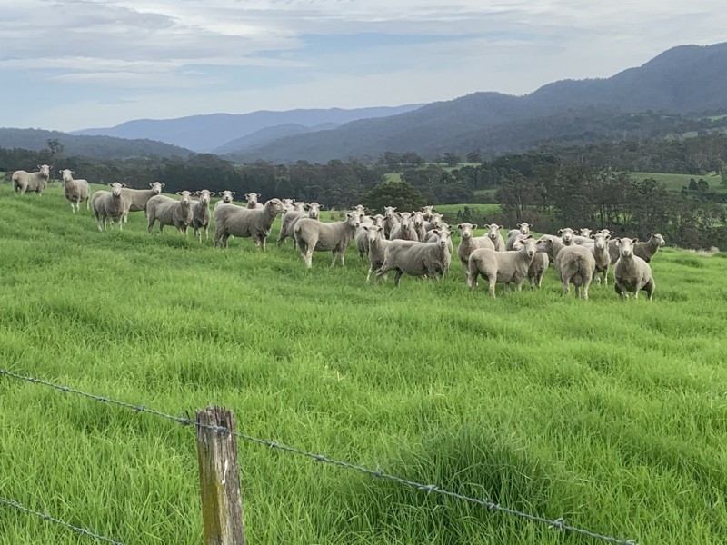 3219 Towamba Rd, Bega NSW 2550