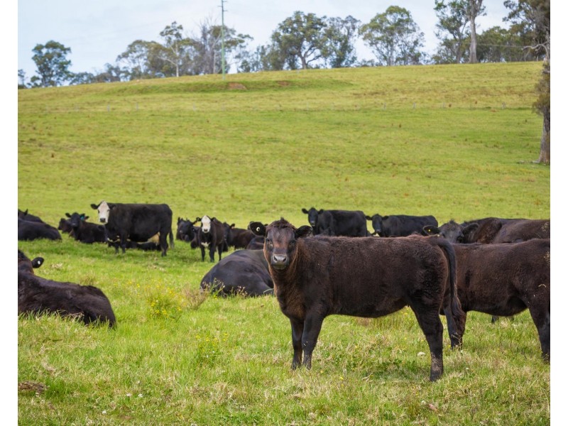 46 Bergalia Link Road, Bergalia NSW 2537