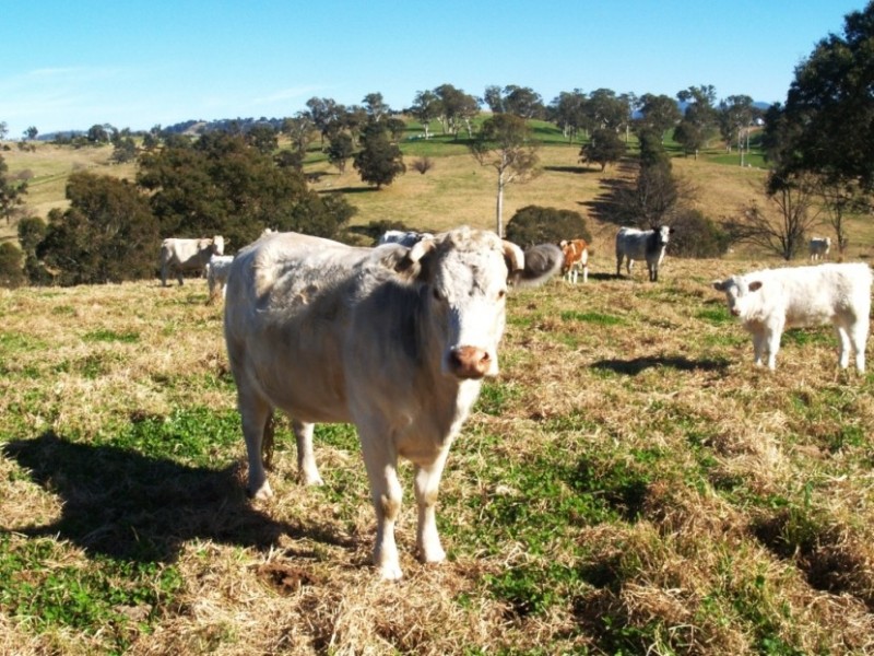 407 Angledale Rd, Bega NSW 2550