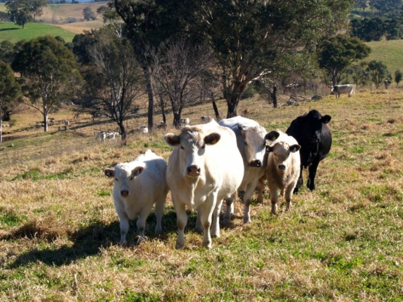 407 Angledale Rd, Bega NSW 2550