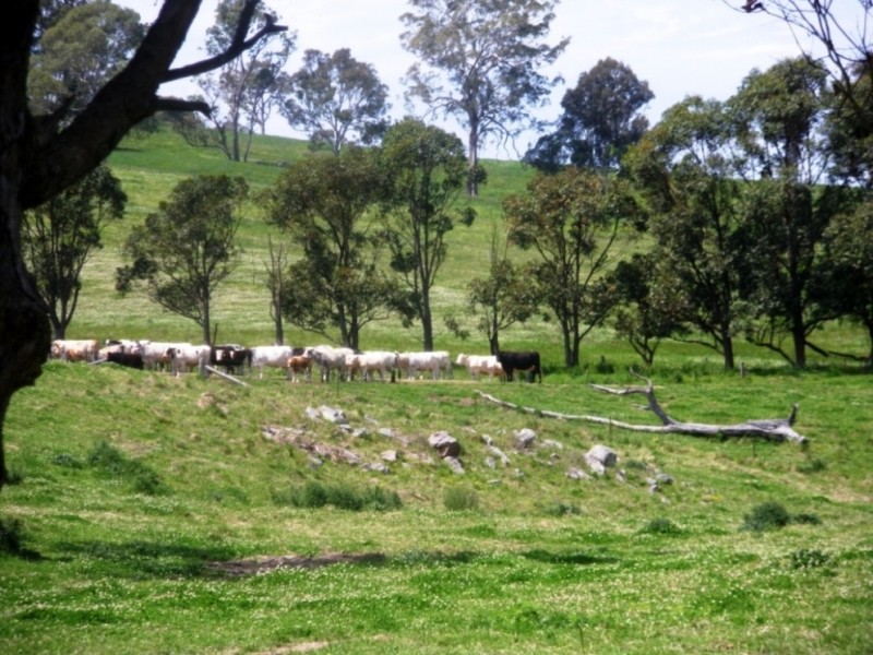 407 Angledale Rd, Bega NSW 2550