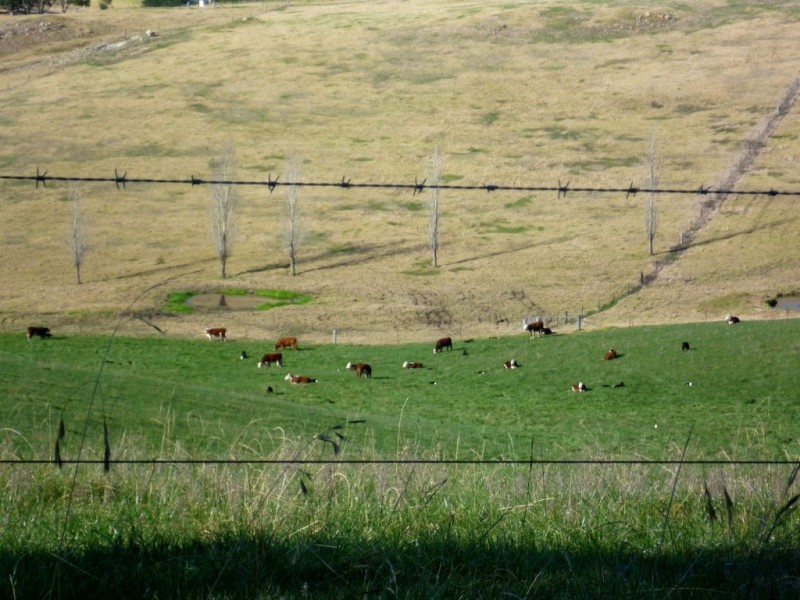 179 Wyndham Lane, Candelo NSW 2550