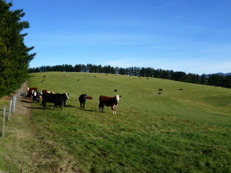 179 Wyndham Lane, Candelo NSW 2550