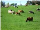 Lot 137 Snowy Mtns Hwy, Bemboka NSW 2550