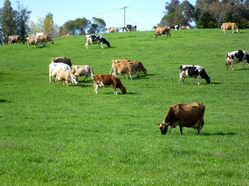 Lot 137 Snowy Mtns Hwy, Bemboka NSW 2550