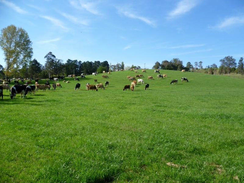 Lot 137 Snowy Mtns Hwy, Bemboka NSW 2550