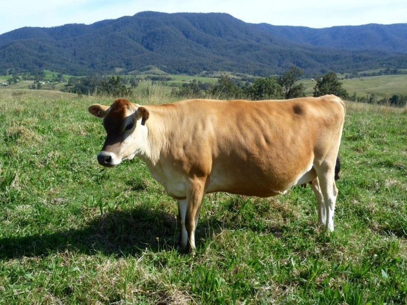 Lot 137 Snowy Mtns Hwy, Bemboka NSW 2550
