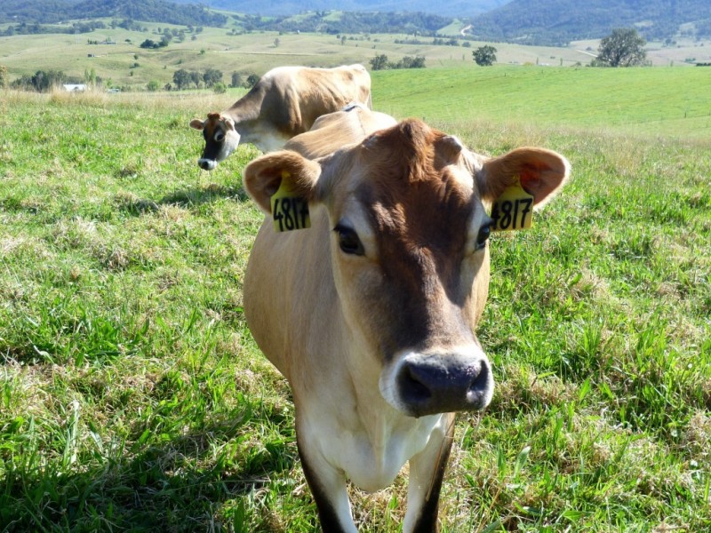Lot 137 Snowy Mtns Hwy, Bemboka NSW 2550