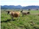 Lot 137 Snowy Mtns Hwy, Bemboka NSW 2550