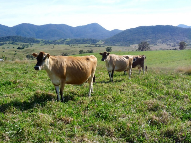 Lot 137 Snowy Mtns Hwy, Bemboka NSW 2550