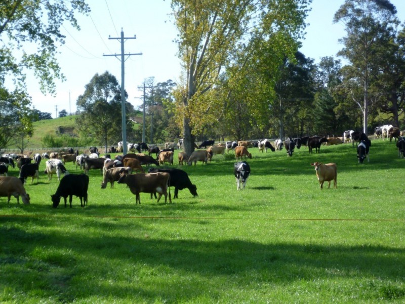 Lot 137 Snowy Mtns Hwy, Bemboka NSW 2550