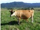 Lot 137 Snowy Mtns Hwy, Bemboka NSW 2550