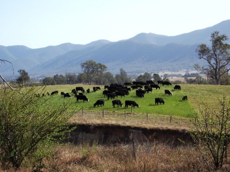 2603 Snowy Mtns Hwy, Bemboka NSW 2550