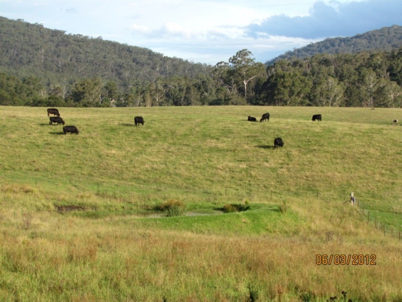 58 New Buildings Rd, Wyndham NSW 2550