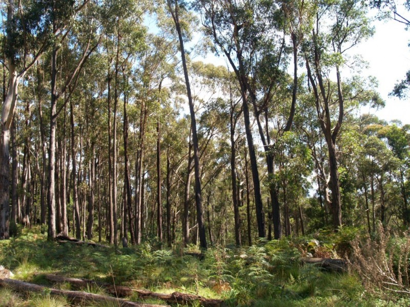 Lot 33 Myrtle Mtn Rd, Candelo NSW 2550