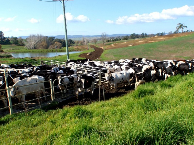 966 Candelo Wolumla Road, Toothdale NSW 2550