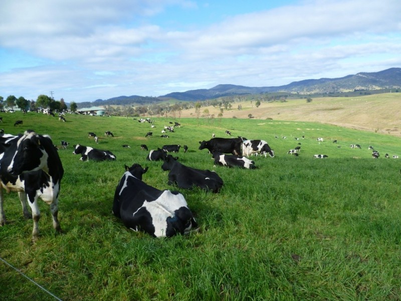 966 Candelo Wolumla Road, Toothdale NSW 2550