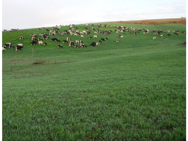 966 Candelo Wolumla Road, Toothdale NSW 2550