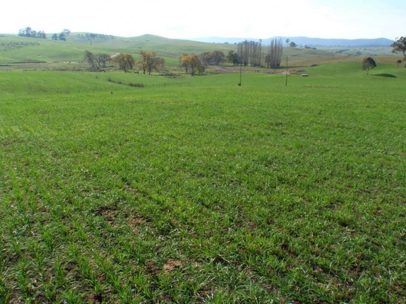 966 Candelo Wolumla Road, Toothdale NSW 2550