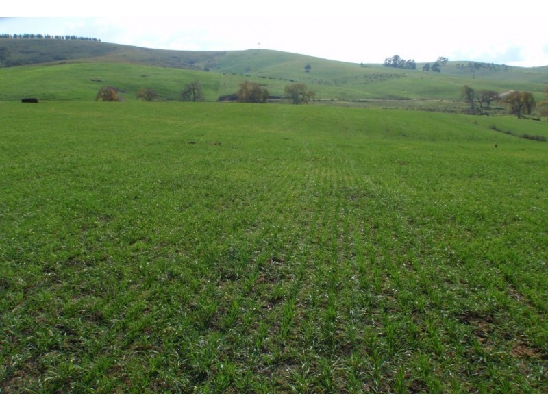 966 Candelo Wolumla Road, Toothdale NSW 2550