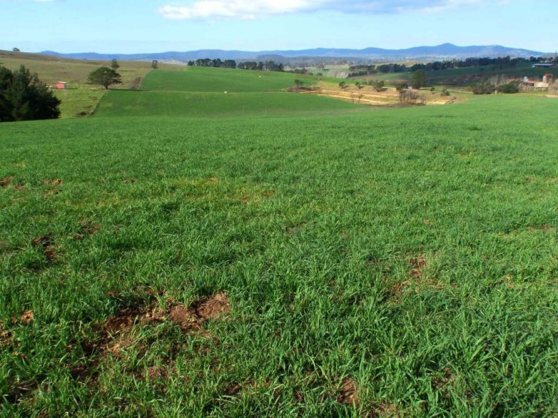 966 Candelo Wolumla Road, Toothdale NSW 2550