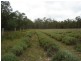 139 Bourkes Road, Yowrie NSW 2550
