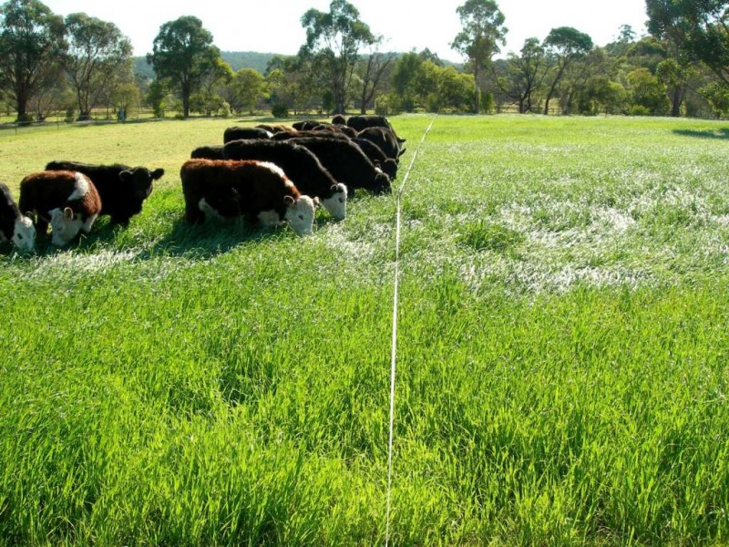 100 Yowaka River Road, Greigs Flat NSW 2549