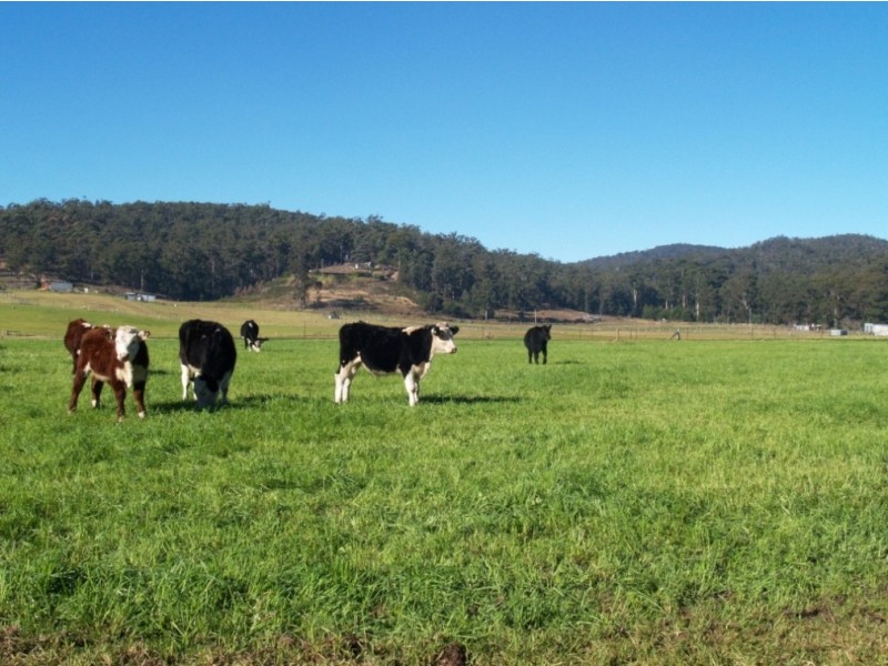 100 Yowaka River Road, Greigs Flat NSW 2549