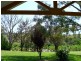 378 Bega Candelo Rd, Kanoona NSW 2550