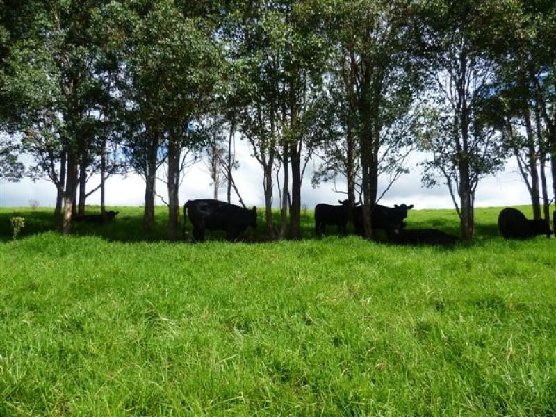 621 Pericoe Rd, Towamba NSW 2550