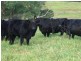 621 Pericoe Rd, Towamba NSW 2550