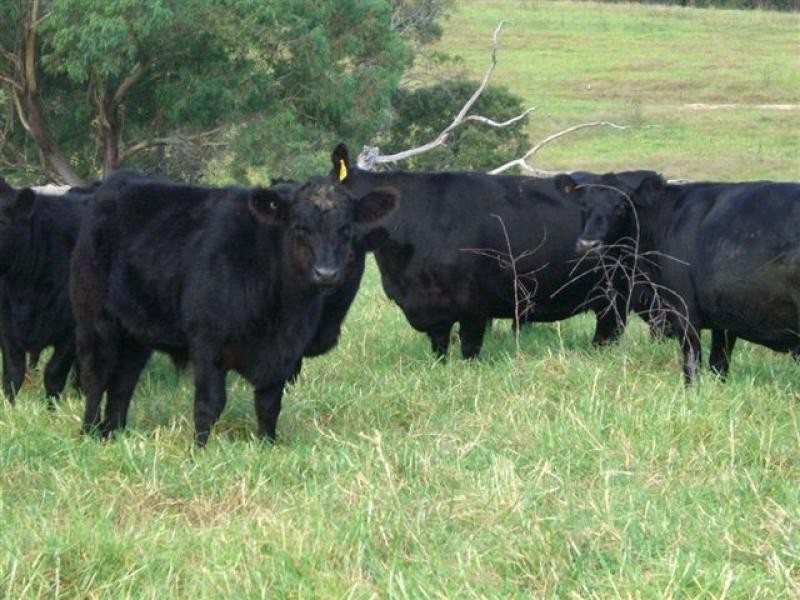 621 Pericoe Rd, Towamba NSW 2550