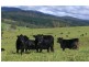 621 Pericoe Rd, Towamba NSW 2550