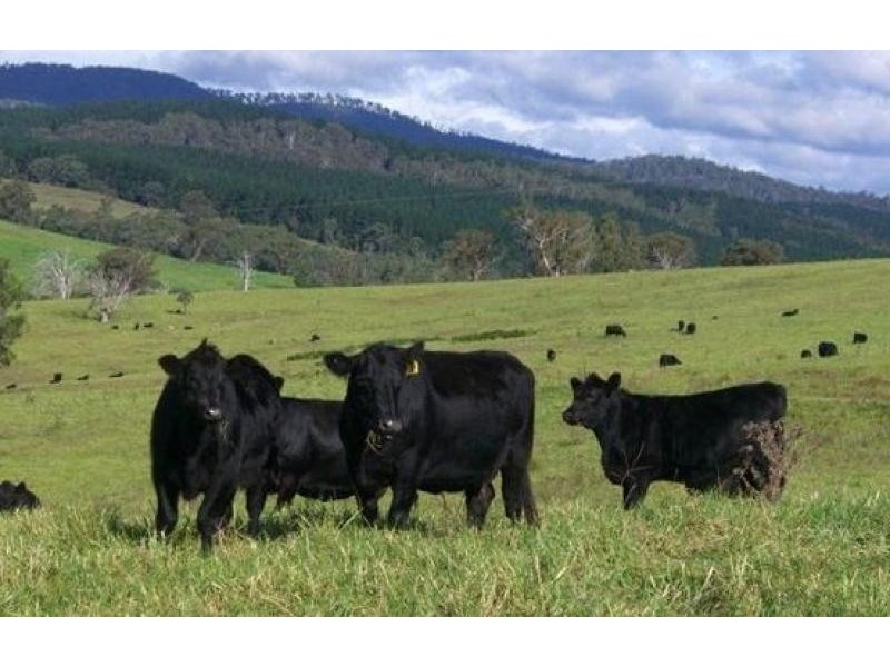 621 Pericoe Rd, Towamba NSW 2550