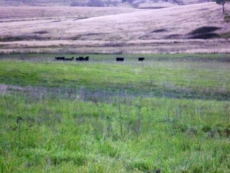 Lot 21/ Candelo Wolumla Rd, Candelo NSW 2550