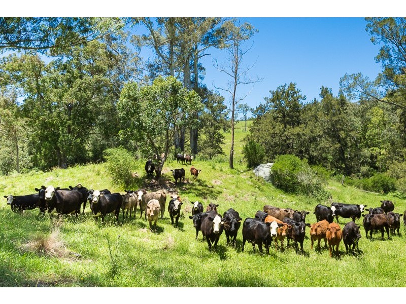 472 County Boundary Rd, Cobargo NSW 2550