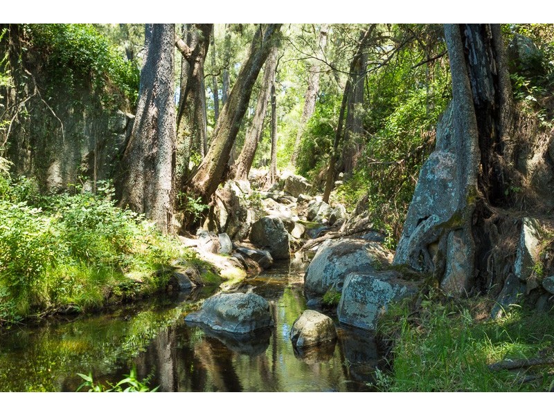 472 County Boundary Rd, Cobargo NSW 2550