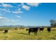 1687 Myrtle Mtn Rd, Candelo NSW 2550