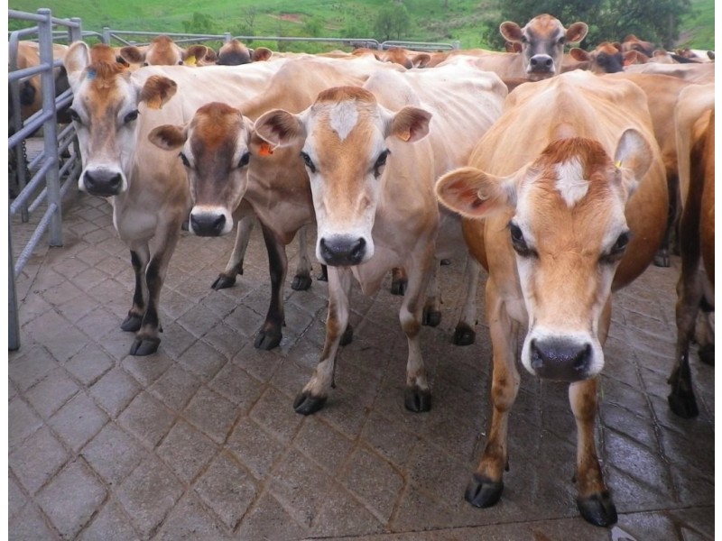 302 Nobby Park Rd, Bemboka NSW 2550