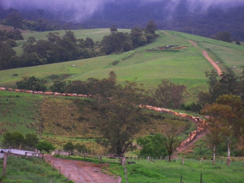 302 Nobby Park Rd, Bemboka NSW 2550