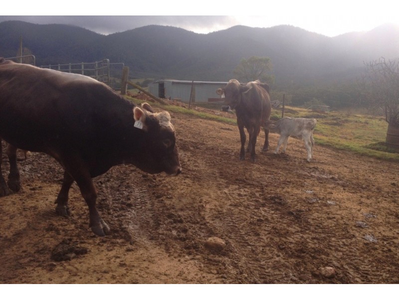 302 Nobby Park Rd, Bemboka NSW 2550