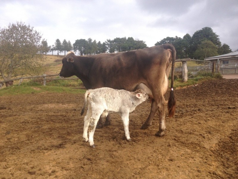 302 Nobby Park Rd, Bemboka NSW 2550