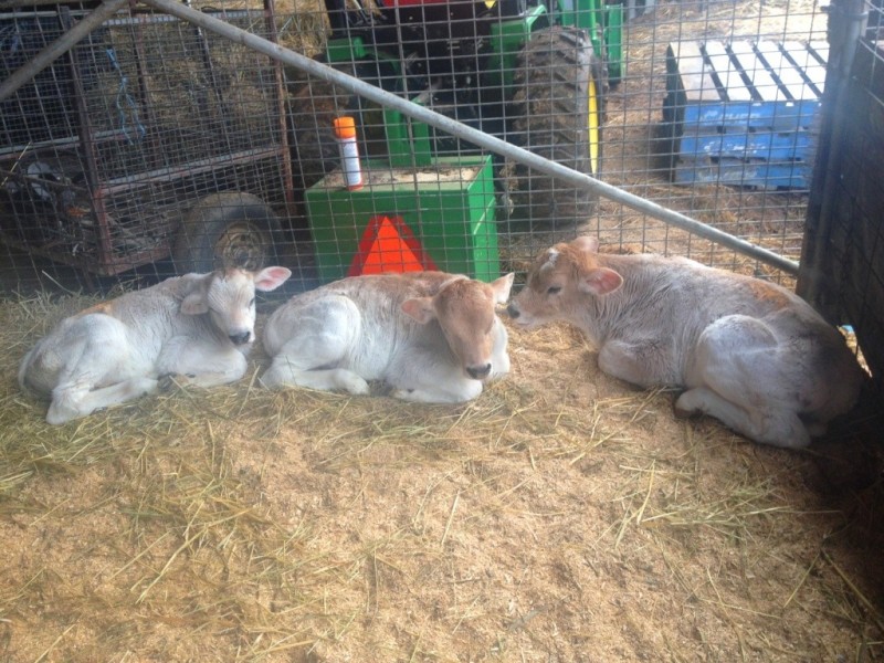 302 Nobby Park Rd, Bemboka NSW 2550