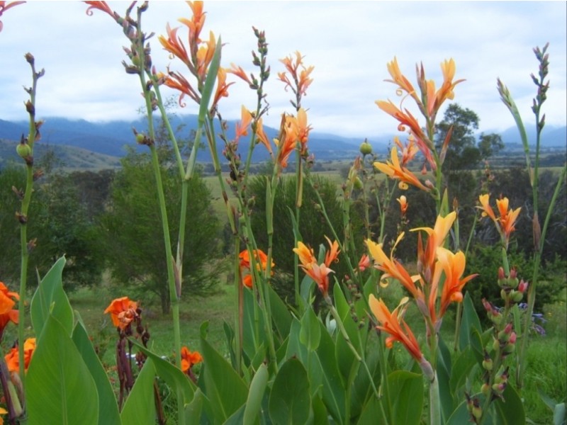 660 Sams Corner Rd, Bemboka NSW 2550